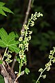 Ribes bracteosum