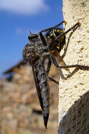 Entomophagy