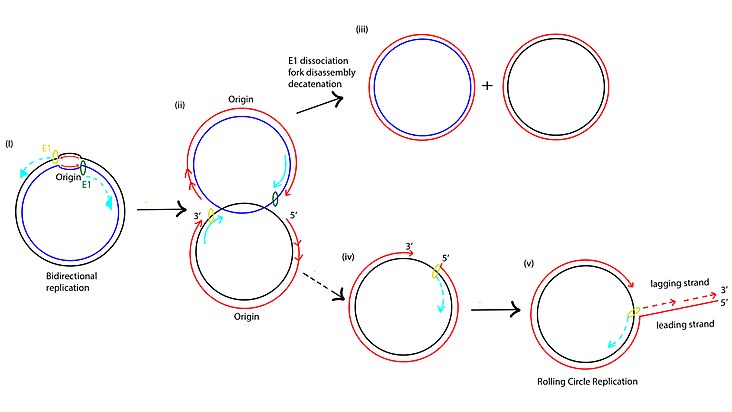 Кольцевая рнк. Репликация кольцевой ДНК. Репликация по типу катящегося кольца. Тета механизм репликации плазмид. Rolling circle Replication plasmid.