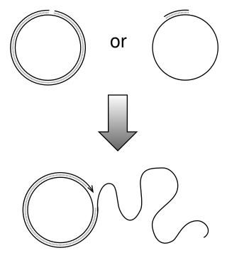 <span class="mw-page-title-main">Rolling circle replication</span> DNA synthesis technique