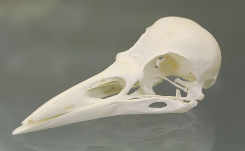 File:Rook (Corvus frugilegus) skull at the Royal Veterinary College anatomy museum.JPG