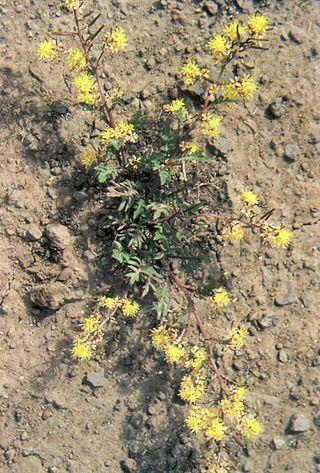 <i>Rorippa sinuata</i> Species of flowering plant