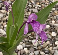 Roscoea alpina