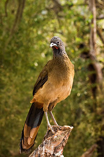 Chachalaca Genus of birds