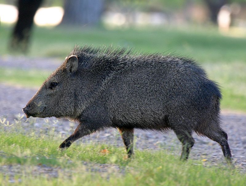 Running Javelina.jpg