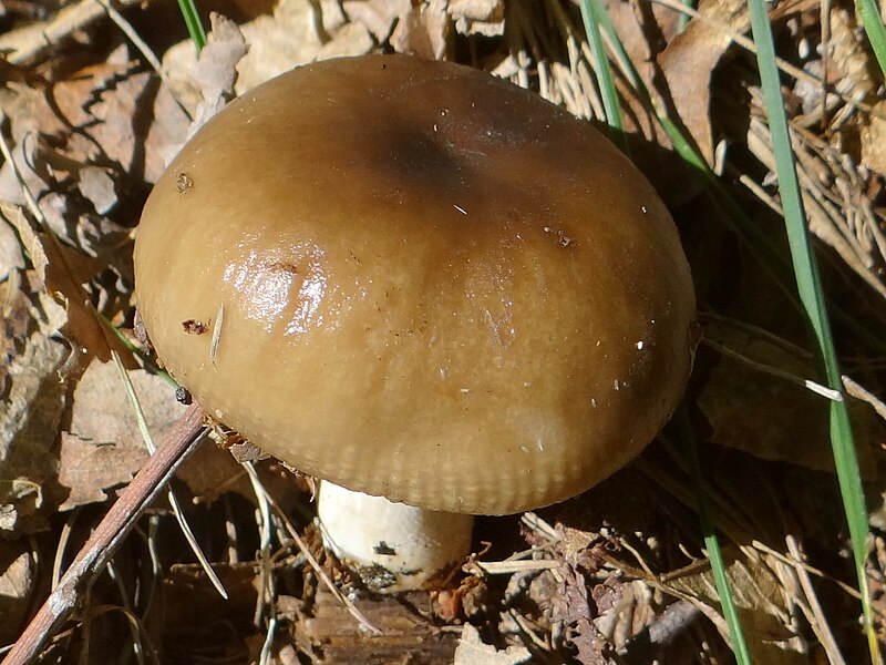 File:Russula subfoetens G5 (1).JPG