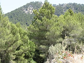 Vue de la Sa Talaiassa.