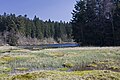 Floatin bog, Sooth view.