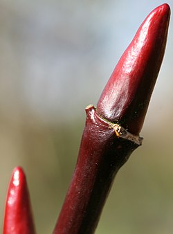 Salix-moupinensis-bud.jpg