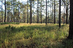 Fire maintained sandhill community at Austin Cary Forest, near Gainesville, FL Sandhill at Austin Cary Forest.jpg