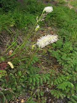 Sanguisorba albiflora 1.JPG