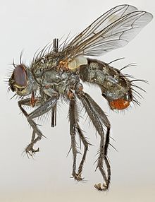 Sarcophaga vagans, Halkyn Mt, Солтүстік Уэльс, мамыр 2015 (17963151681) .jpg