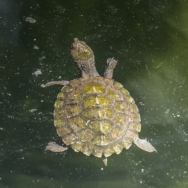 File:Saw-shelled turtle (Myuchelys latisternum) Daintree.jpg