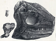 Close up of tooth, and left side of the lectotype skull. Scelidosaurus harrisonii skull.jpg