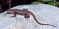 Sceloporus variabilis variabilis, Rose-bellied Lizard, Tamaulipas.jpg