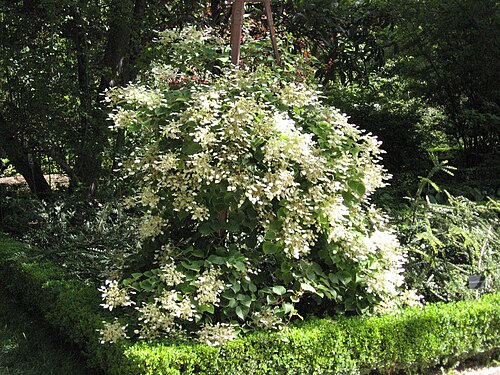 Schizophragma hydrangeoides 1.JPG