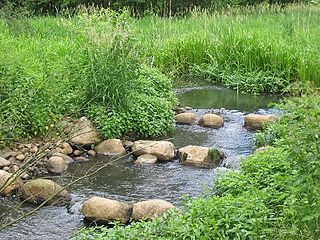 Als Fischwanderung wird das vo