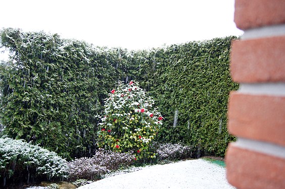 Snow on flowering hedge