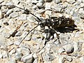 Monochamus sartor (Fabricius, 1787) ♀