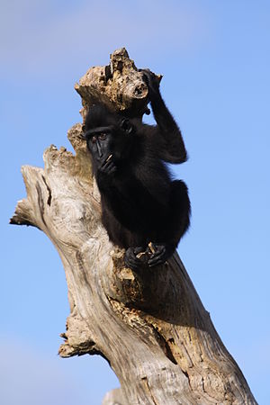 Celebes crested macaque at Durrell Wildlife Park