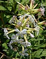 Deutsch: Gewöhnliches Seifenkraut (Saponaria officinalis) English: Common Soapwort