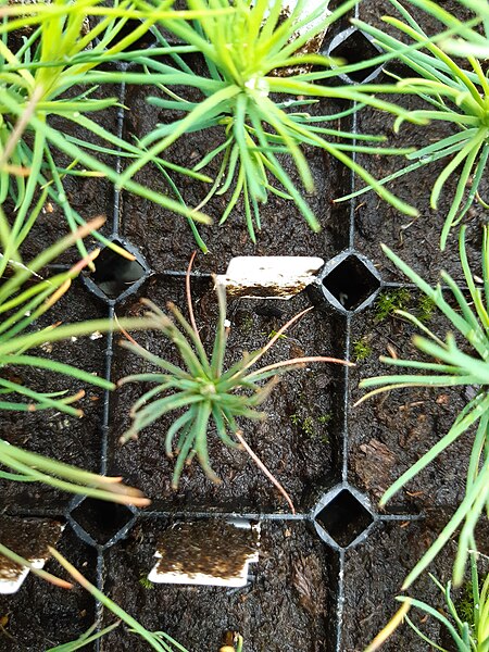 File:Scots Pine (Pinus sylvestris) seedlings top-down.jpg