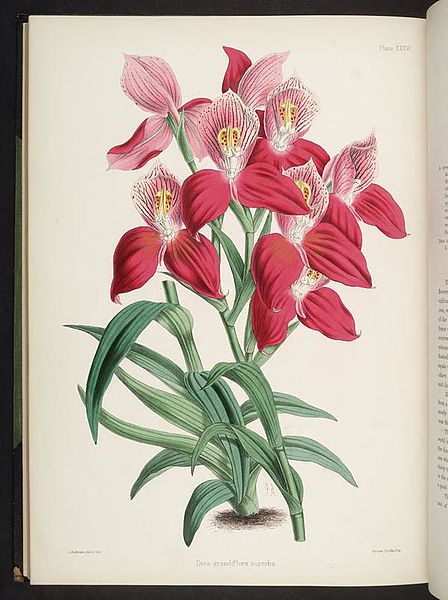 File:Select orchidaceous plants. (First series) (Plate XXXVI) BHL269541.jpg