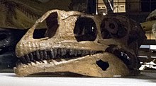 Skull cast of P. gracilis Sellosaurus (1).jpg