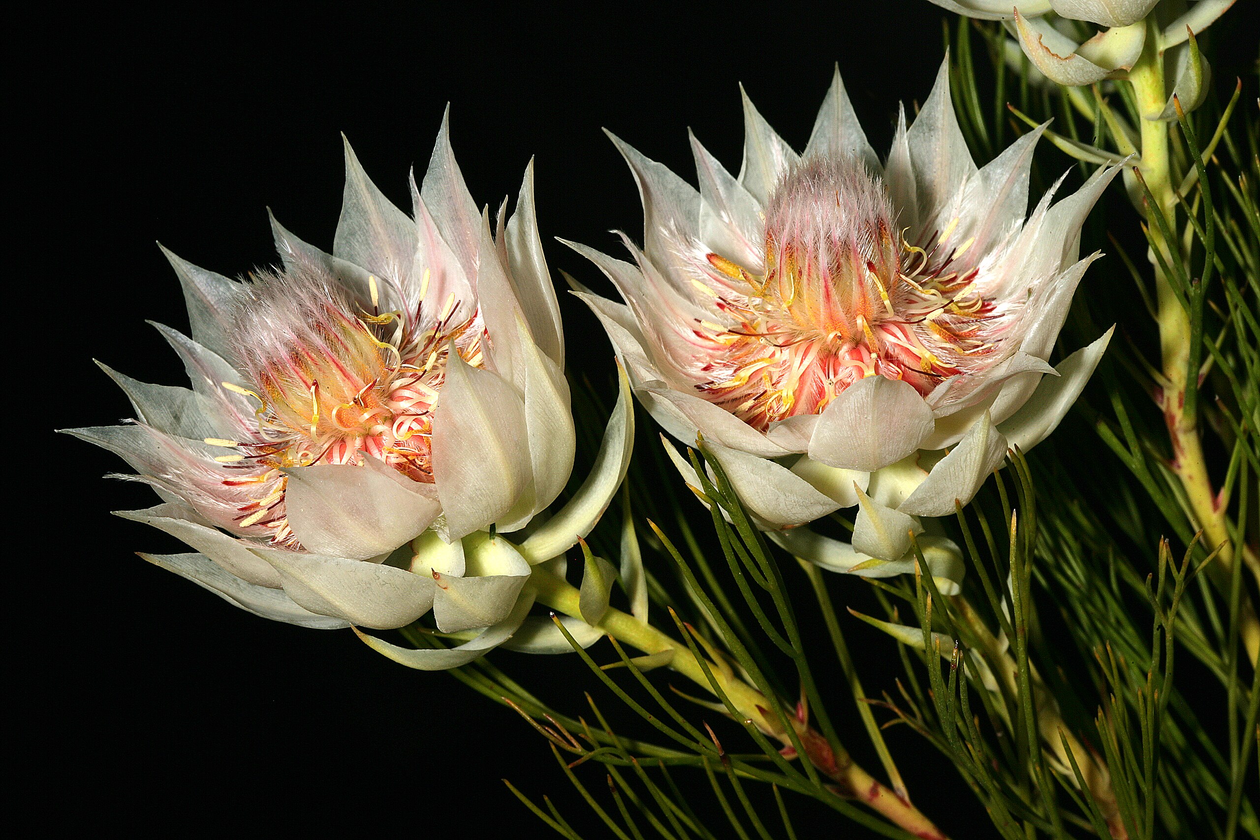 Serruria florida - Wikipedia