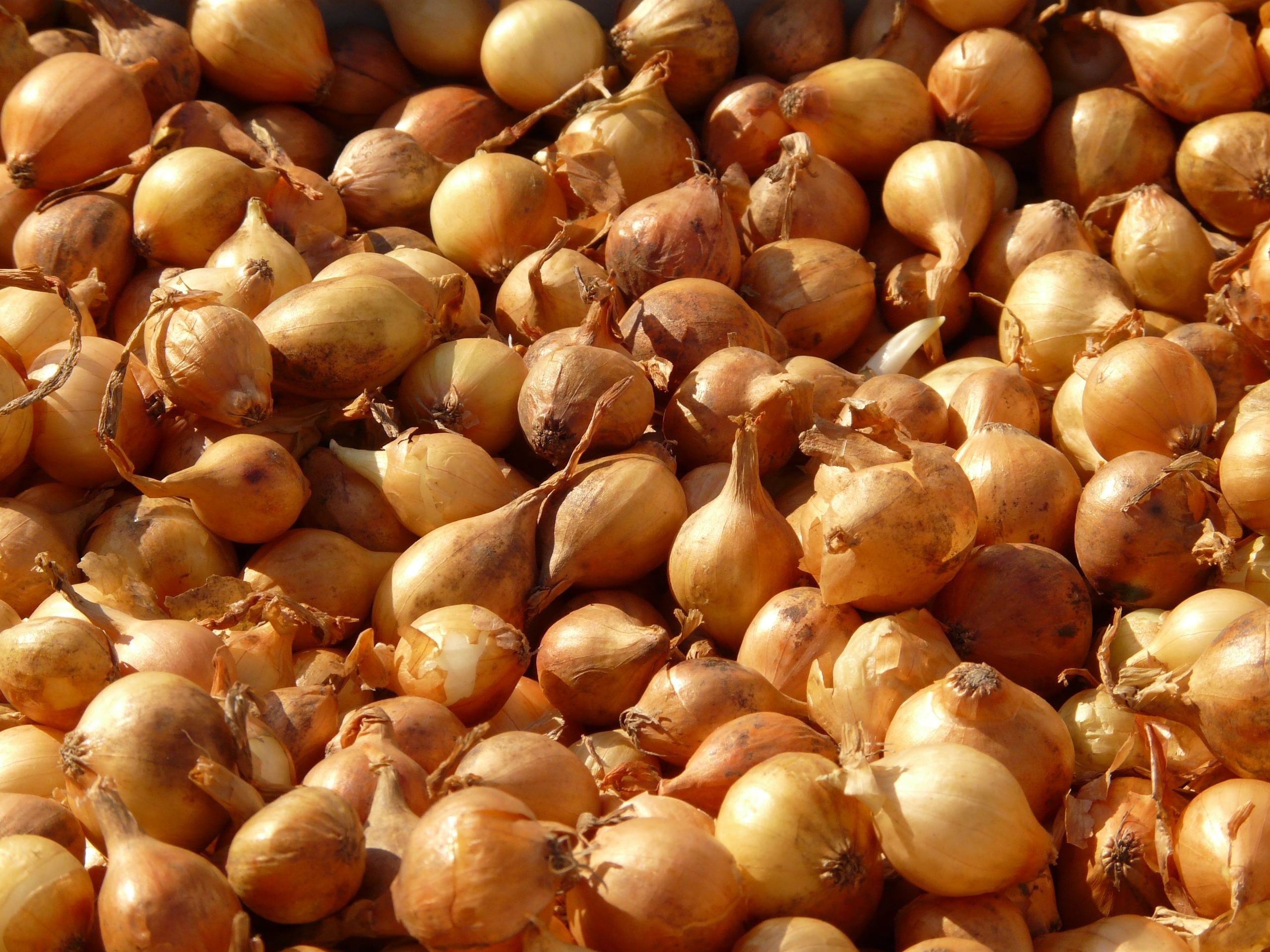 Shallot - Wikipedia