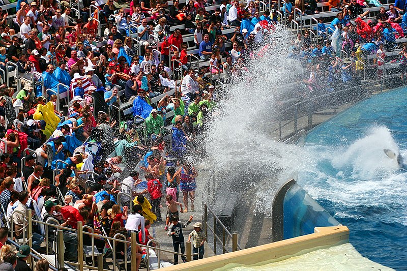 File:Shamu show (8789911784).jpg