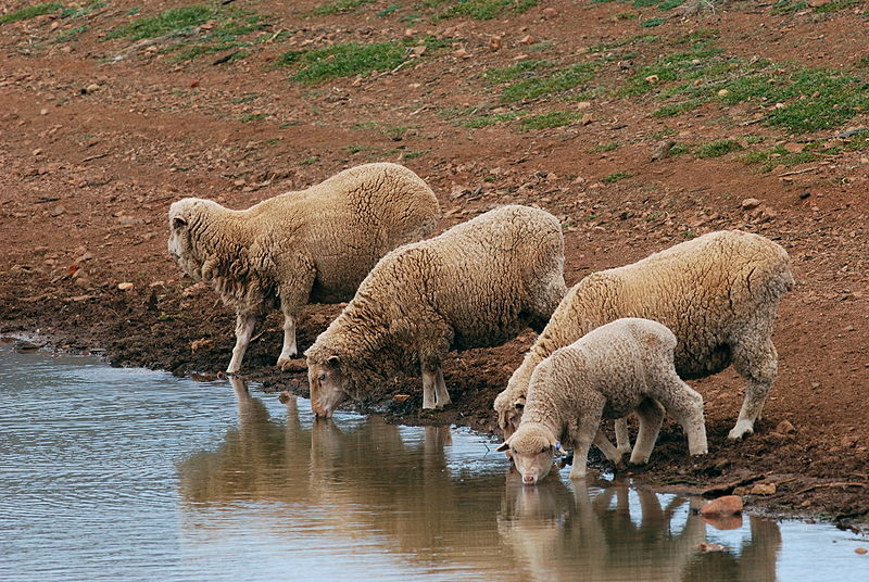 File:Sheep drinking - rawnsley park.JPG