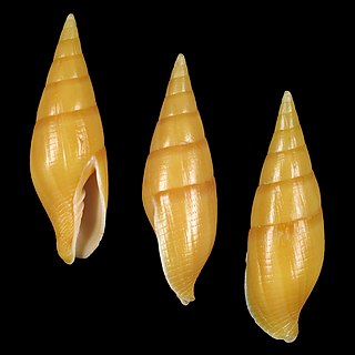 <i>Nebularia gourgueti</i> Species of gastropod