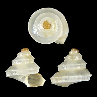 <i>Zygoceras okutanii</i> Species of mollusc