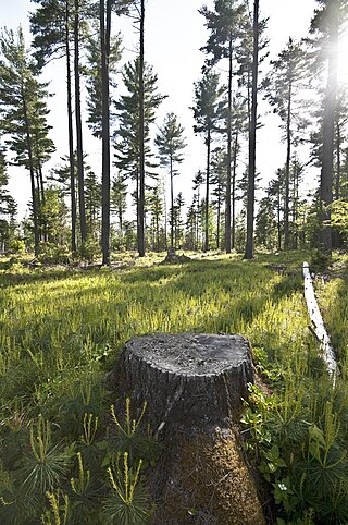 <span class="mw-page-title-main">Shelterwood cutting</span>