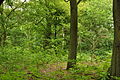 Sherwood Forest (9577).jpg