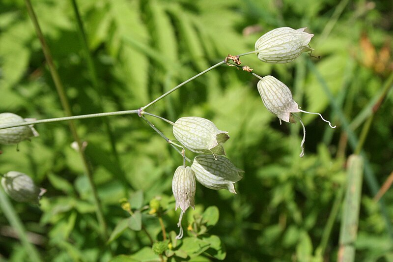 File:Silene vulgaris - img 23002.jpg