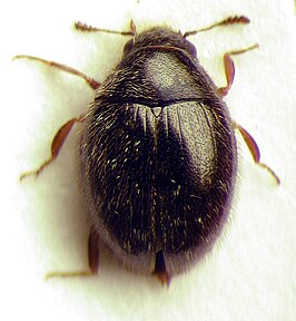 Simplocaria semistriata