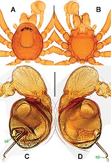 <i>Singaporemma</i> Genus of spiders