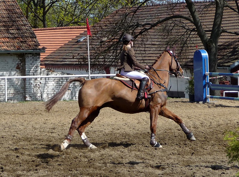 File:Skokové závody Brno Veveří (090).jpg