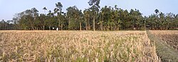Kalaigaon'daki pirinç tarlalarının ve ağaç tarlalarının bir görünümü