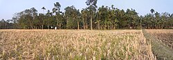 Pemandangan sawah dan perkebunan pohon di Kalaigaon