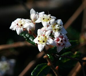 unidentified wildflower Commersonia hermanniifolia thanks User:MargaretRDonald!