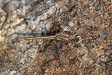 Malý skimmer (Orthetrum taeniolatum) samice Rajasthan.jpg