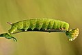 Smerinthus ocellatus caterpillar - Keila.jpg