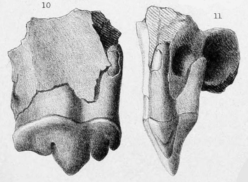 File:Smilodon fatalis holotype.jpg