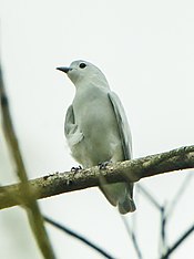 Snowy Cotinga - Sarapiqui - Costa Rica S4E1046 (26584977742).jpg