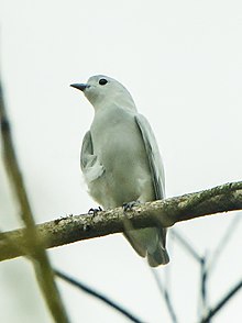 Snowy Cotinga - Sarapiqui - Kostarika S4E1046 (26584977742) .jpg