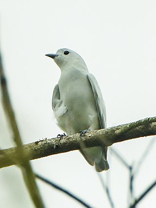 <span class="mw-page-title-main">Snowy cotinga</span> Species of bird