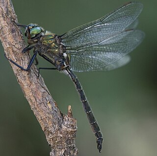 <i>Somatochlora albicincta</i> Species of dragonfly